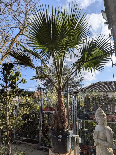 WASHINGTONIA-