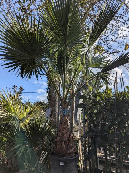 WASHINGTONIA-2