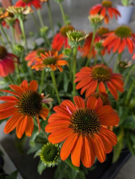 ECHINACEA-LAK-SOFT-ORANGE     8€50