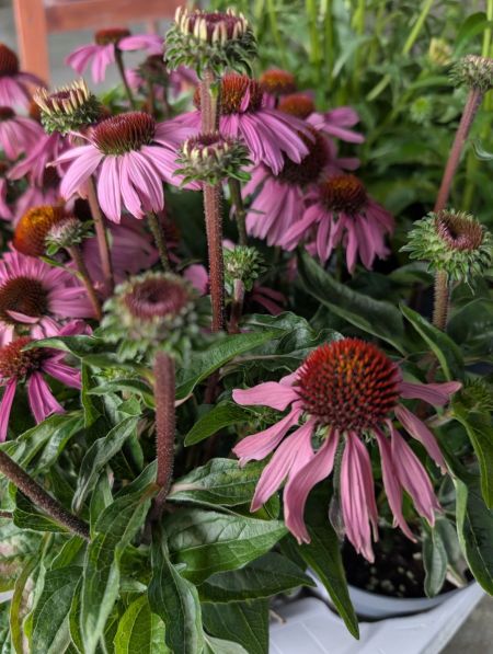 ECHINACEA-MOOODZ-COURAGE   8€50