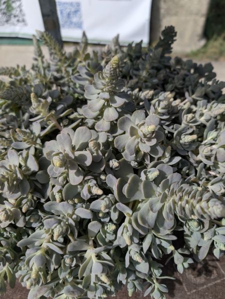 OROSTACHYS-FURUSEI