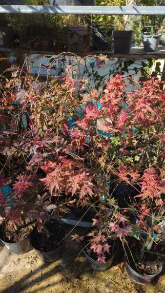 ERABLE DU JAPON beaucoup de variétés disponible à partir de 6€