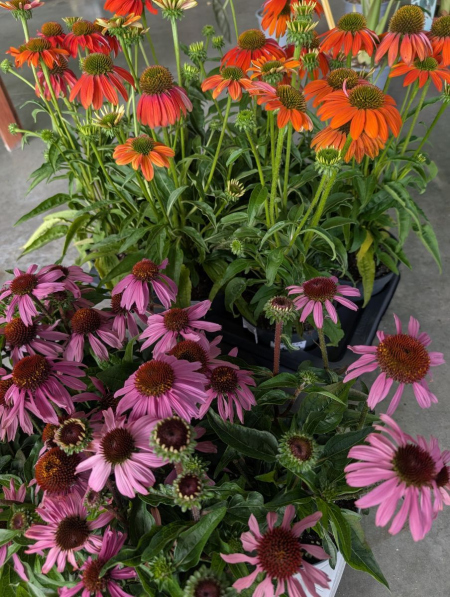 ECHINACE-LAK-SOFT-ORANGE-ET-MOOODZ-COURAGE   8€50