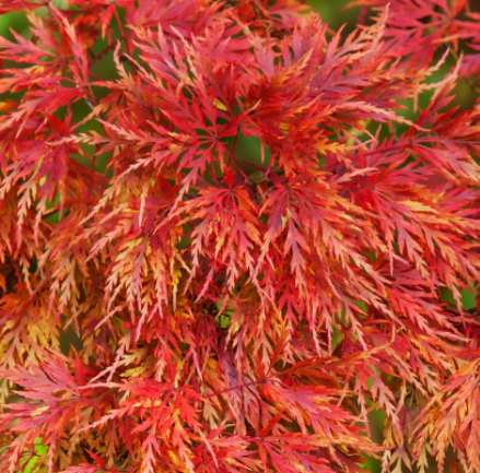 ERABLE-DU-JAPON-DISSECTUM PETITE FEUILLE