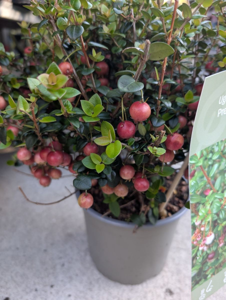 GOYAVIER DU CHILI 17€50