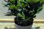 RHODODENDRON-HYBRIDES- PETIT 25€
