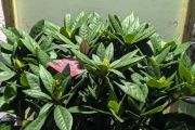 RHODODENDRON-HYBRIDES- GRAND 29€