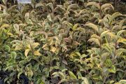 LIGUSTRUM-TROENE-TRICOLORE