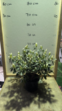 AZALEA-JAPONICAS-19€90