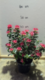 AZALEA-JAPONICAS-19€90