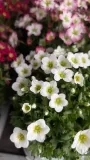 SAXIFRAGE- DIVERSES COULEURS 4€50