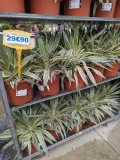 YUCCA-GLORIOSA-VARIEGATA