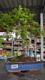 BONSAI-ZELKOVA