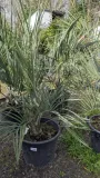 BUTIA-CAPITATA