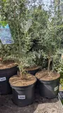 EUCALYPTUS-FRANCE-BLEU