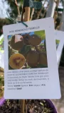 KIWI-JAUNE