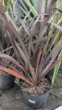 PHORMIUM-EXTRA-1
