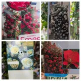 ROSIER-GRIMPANT-EXTRA x1=39€ et par 2=35€ l'unité