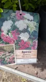 SPIREE-JAPONICA