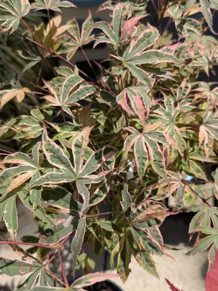 ACER-PALMATUM