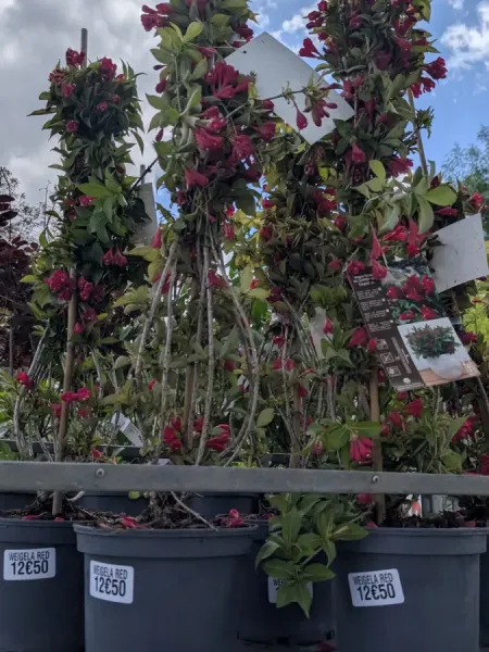 WEIGELIA-NEW