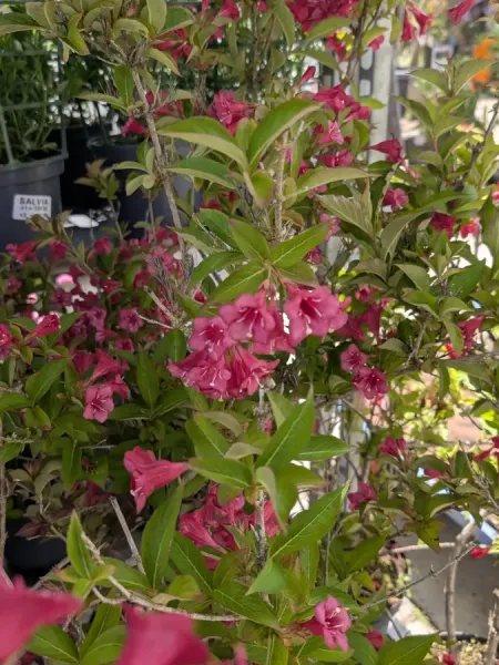 WEIGELIA
