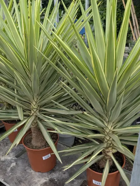 YUCCA-JEWEL