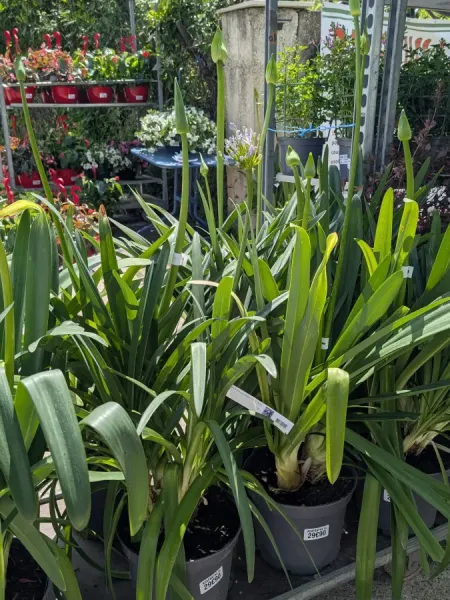 AGAPANTHE