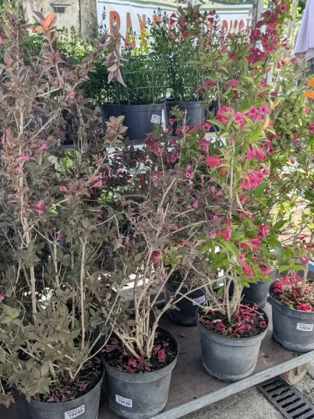 WEIGELIA-COULEUR