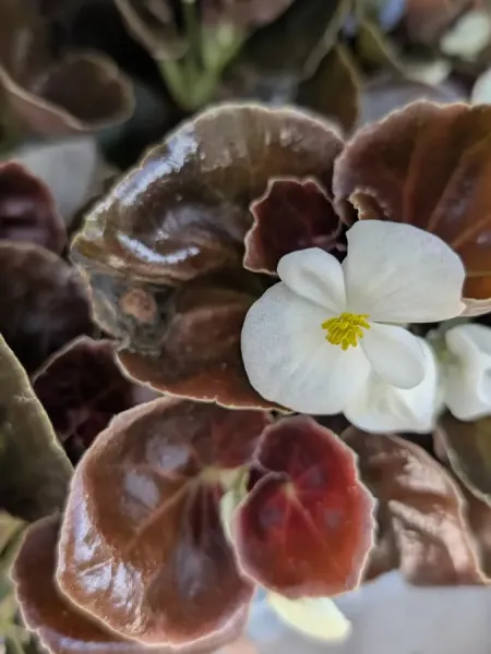 BEGONIAS-1