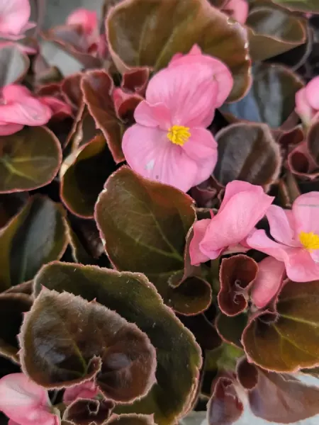 BEGONIAS-2