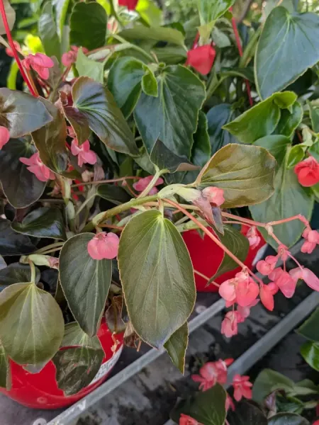 BEGONIA-2