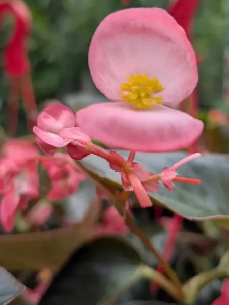 BEGONIAS