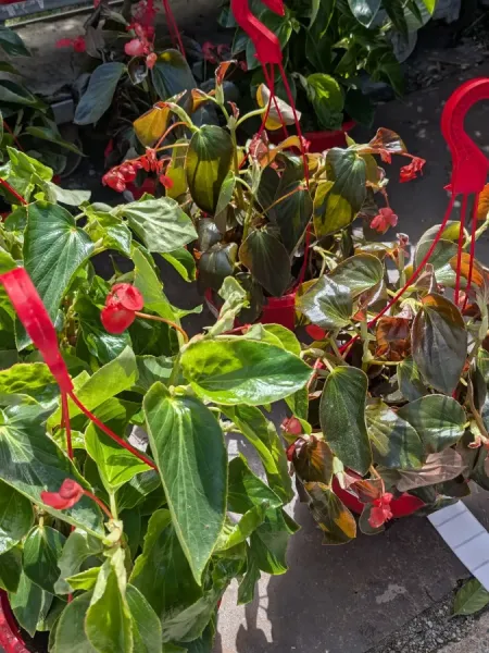 BEGONIA-1