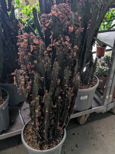 CACTUS