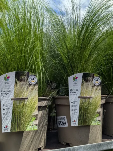 CHEVEUX-D-ANGE-STIPA