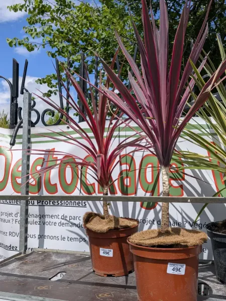 CORDYLINE