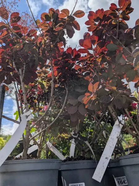 COTINUS-ROY