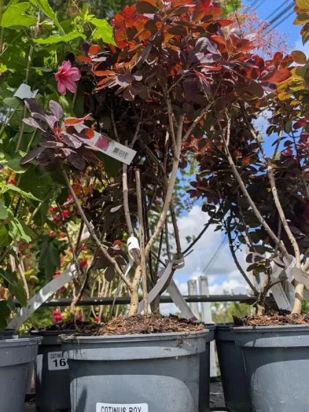 COTINUS