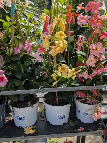 DIPLADENIA