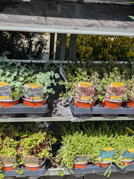 COUVRE-SOL-SEDUM