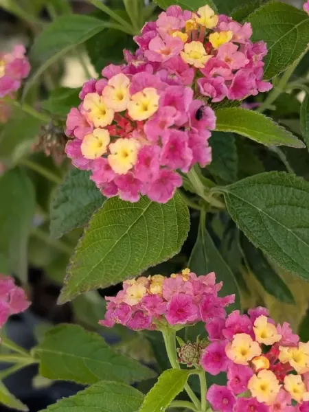 LANTANA-2