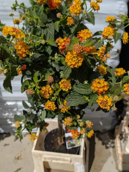 LANTANA-SUR-TIGE
