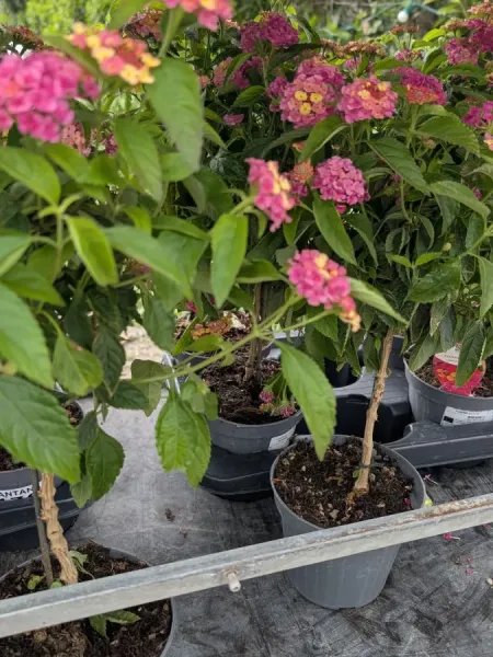 LANTANA