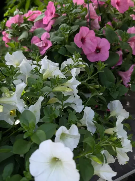 PETUNIA-1