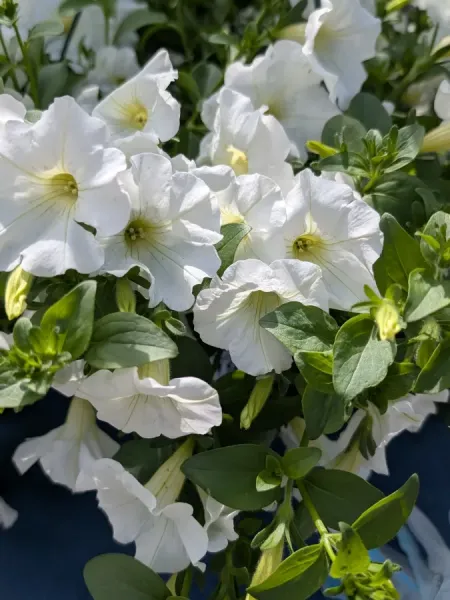 PETUNIA-2