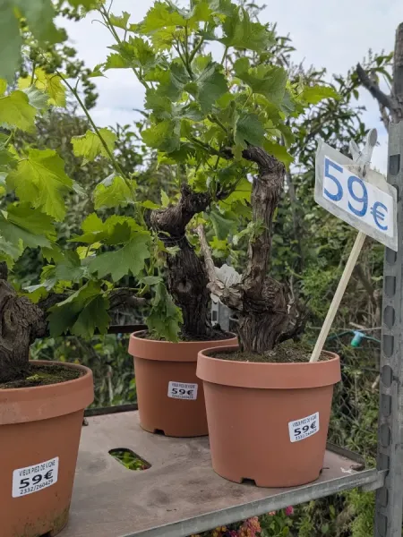 PIED-DE-VIGNE-EXTRA