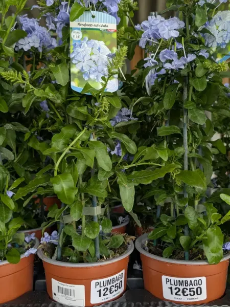 PLUMBAGO