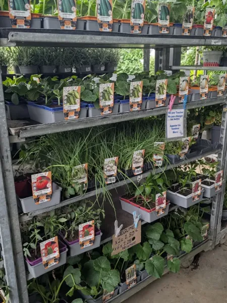 PLANTS-POTAGER