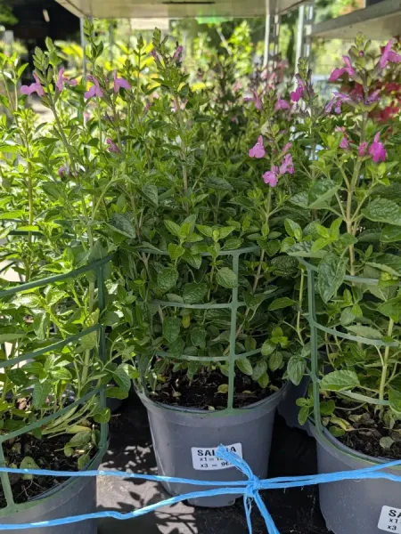 SAUGE-A-FLEURS